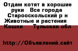 Отдам котят в хорошие руки - Все города, Старооскольский р-н Животные и растения » Кошки   . Тульская обл.